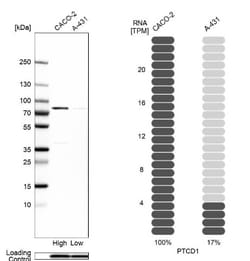 PTCD1 Antibody, Novus Biologicals:Antibodies:Primary Antibodies
